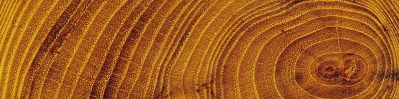 wood_circles.jpg
